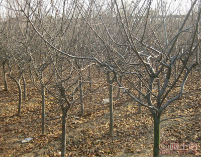 泰安青聯苗木 專業供應優質垂絲海棠，打造高性價比綠化方案